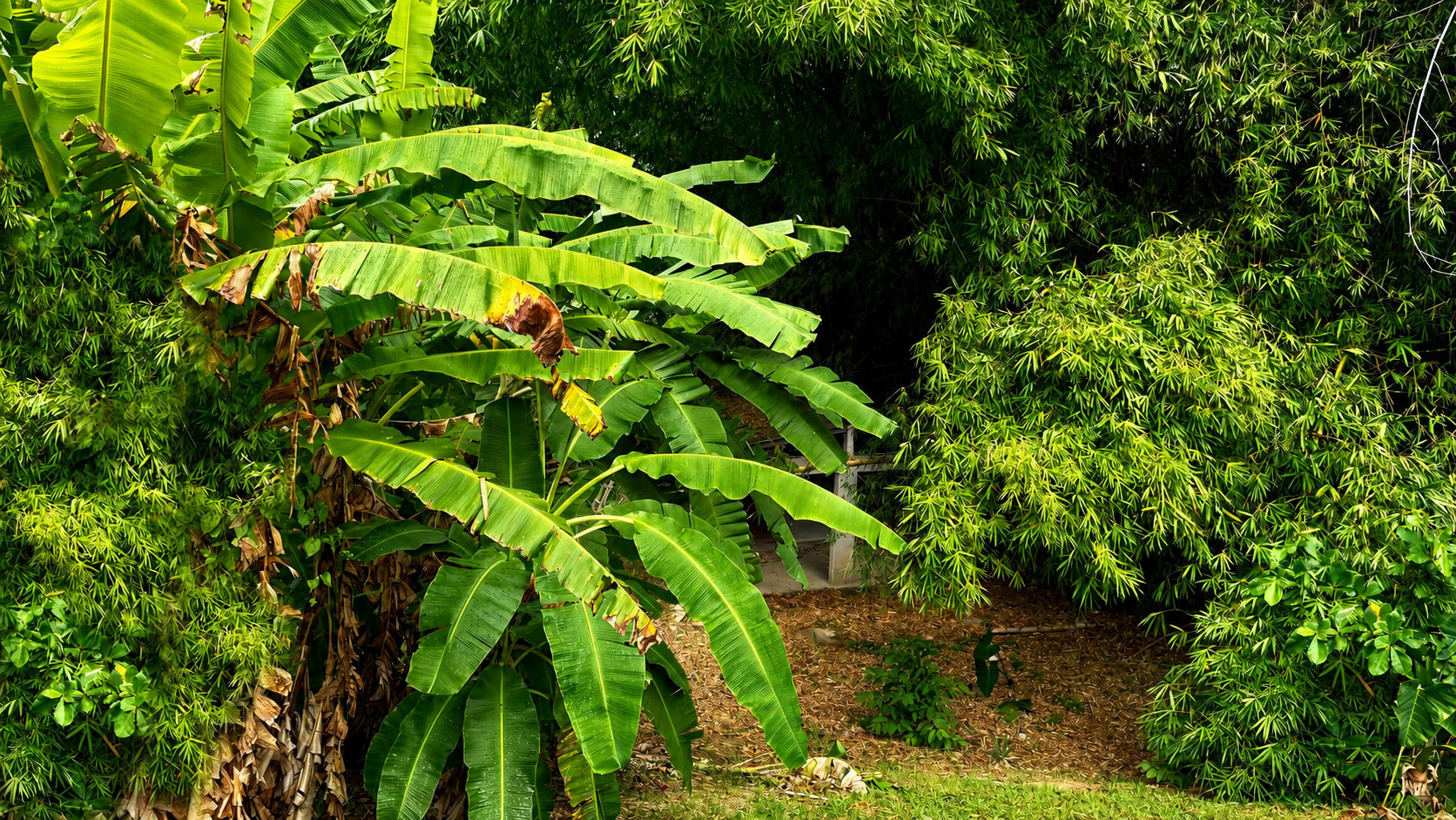 Banana trees and bamboo growing on the property's open terrain